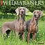 Willow Creek Calendrier du Weimaraner 2025