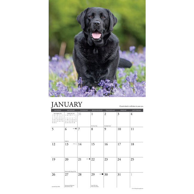 What Labs Teach Us Kalender 2025 Kopen? Bestel eenvoudig online