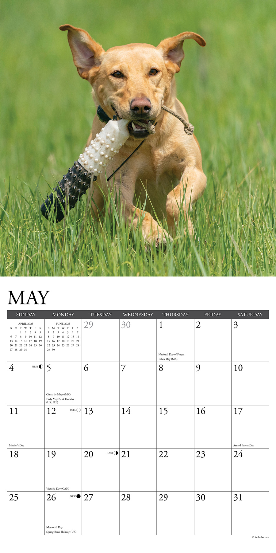 Buy Labrador Retriever Blonde Calendar 2025? Order easily online