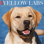 Calendario del Labrador Retriever biondo 2025