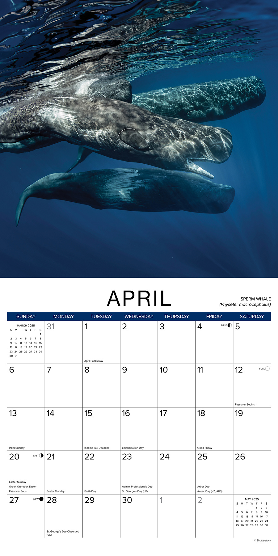 Buying Whales Calendar 2025? Order online quickly and easily