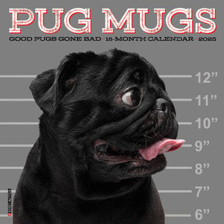 Willow Creek Calendario Pug 2025 Mini