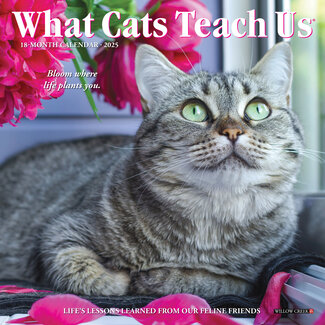 Willow Creek What Cats Teach Us Kalender 2025 Mini