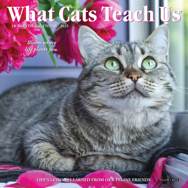 Willow Creek What Cats Teach Us Calendar 2025 Mini