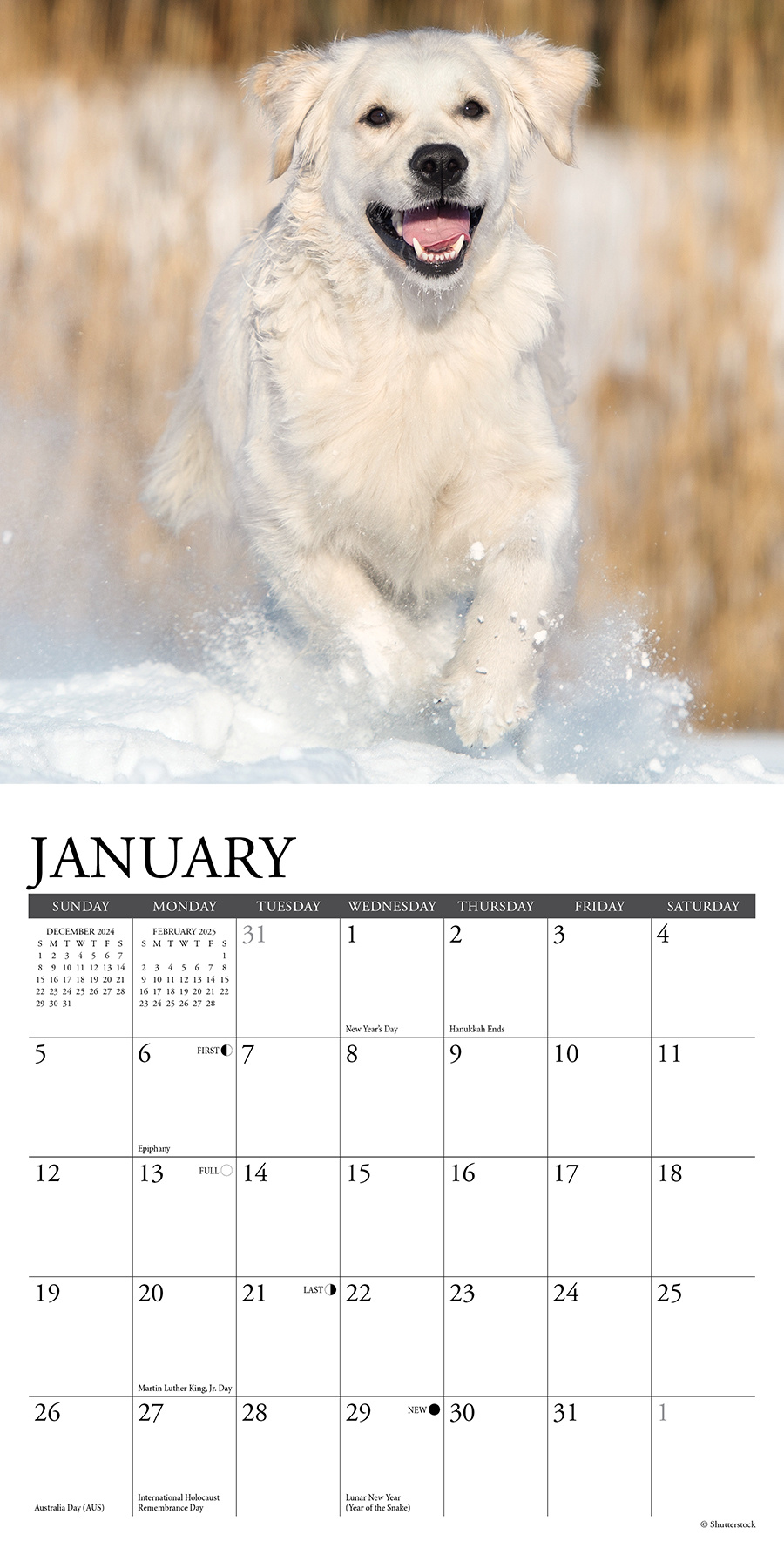 Buy Golden Retriever Mini Calendar 2025 Order online easily