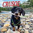 Crusoe der Dachshund Kalender 2025 Mini