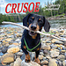 Willow Creek Crusoe der Dachshund Kalender 2025 Mini