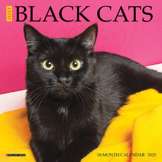 Willow Creek Black Cat Calendar 2025 Mini