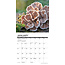 Mushrooms Calendar 2025 Mini