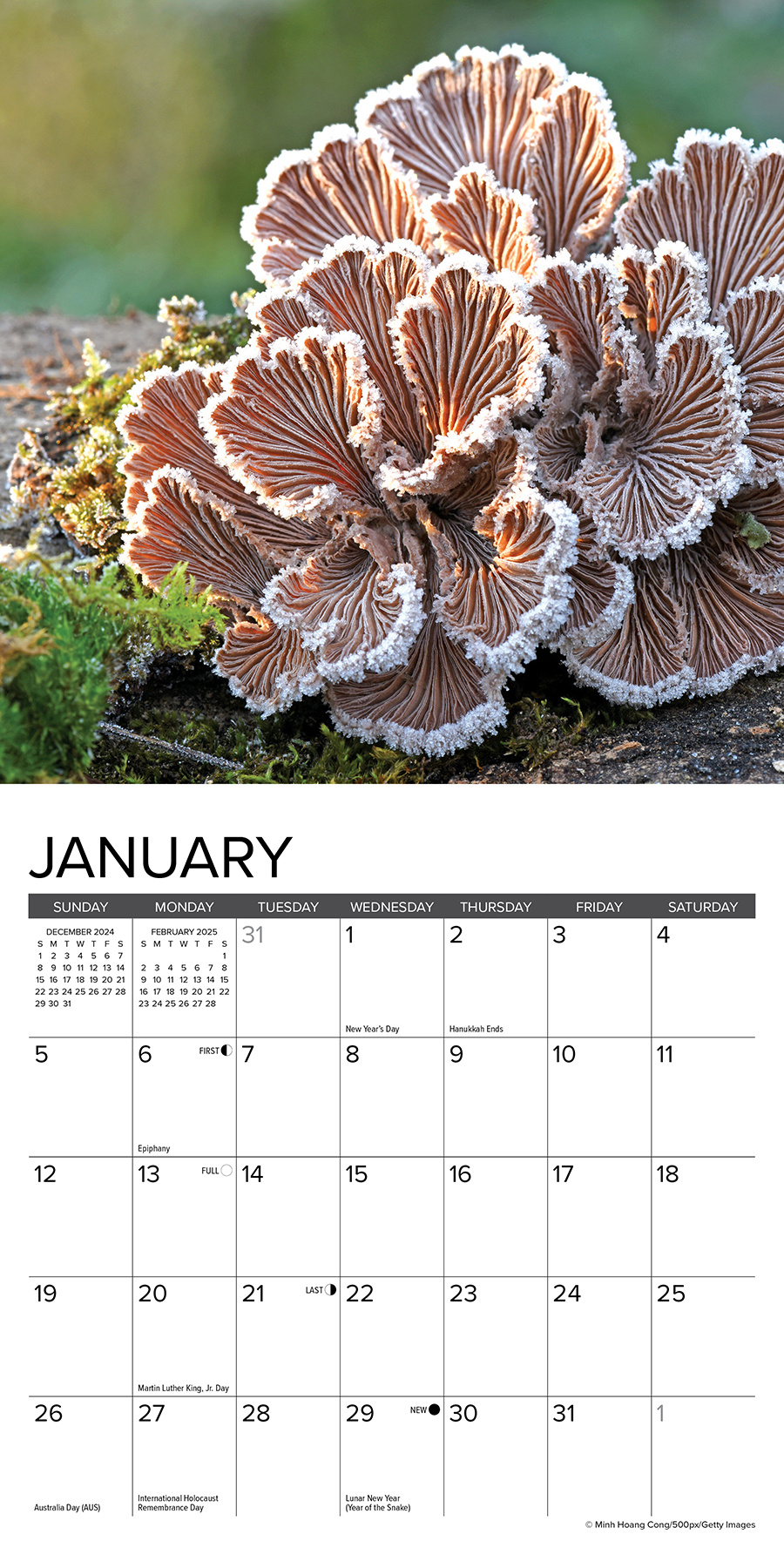 Mushroom Calendar 2025 Mini Buy? Order easily and quickly
