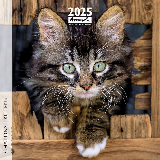 Aquarupella Kittens Calendar 2025