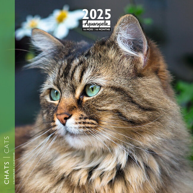 Aquarupella Calendrier des chats 2025