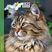 Aquarupella Calendario dei gatti 2025