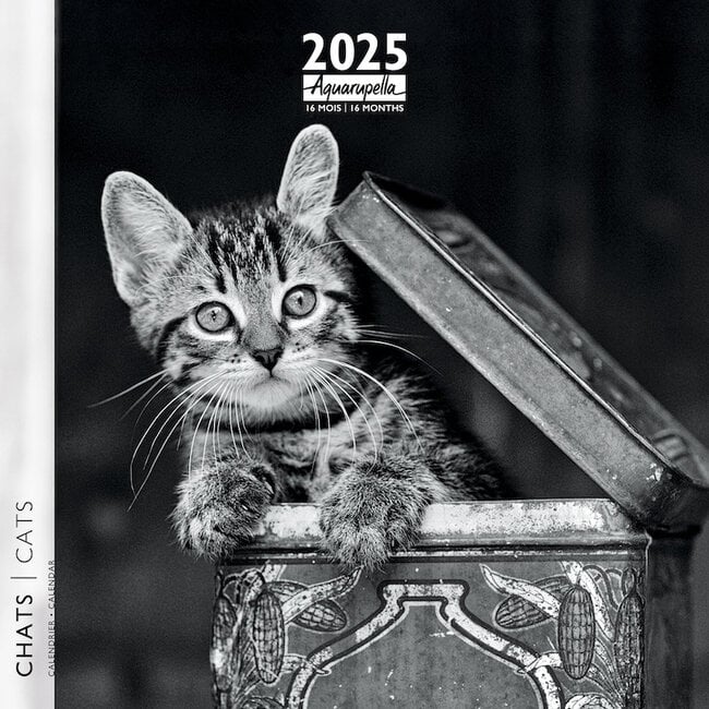 Schwarze und weiße Katzen Kalender 2025