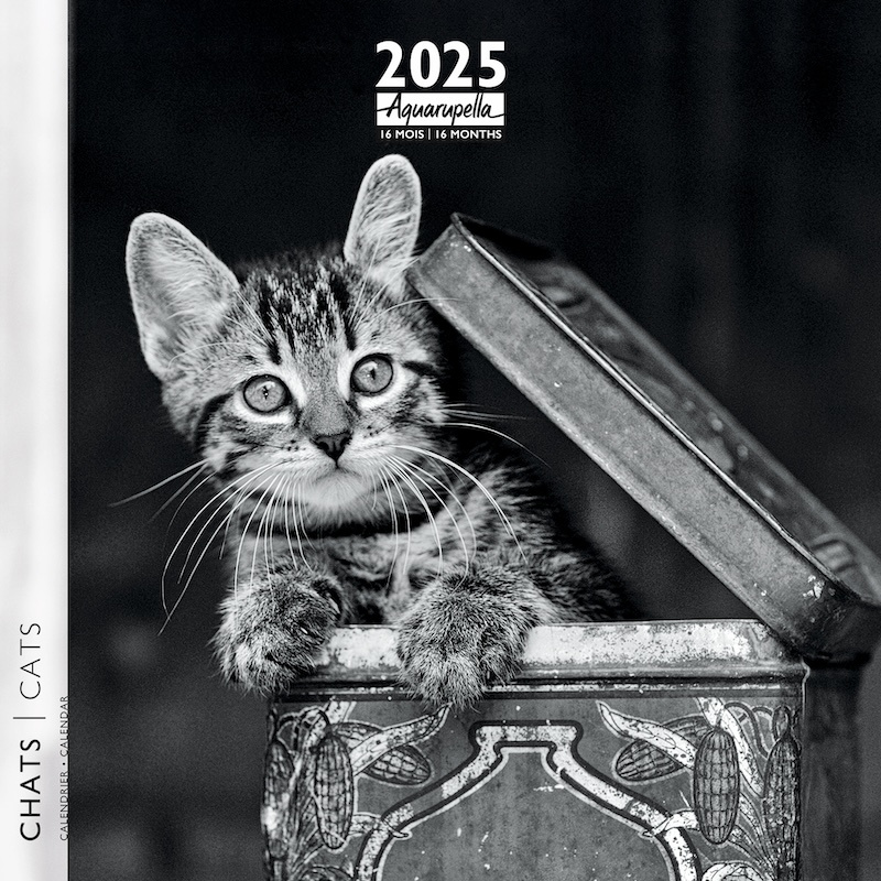Comprar Calendario Gato Blanco y Negro 2025 Pedir fácilmente online Kalenderwinkel.nl