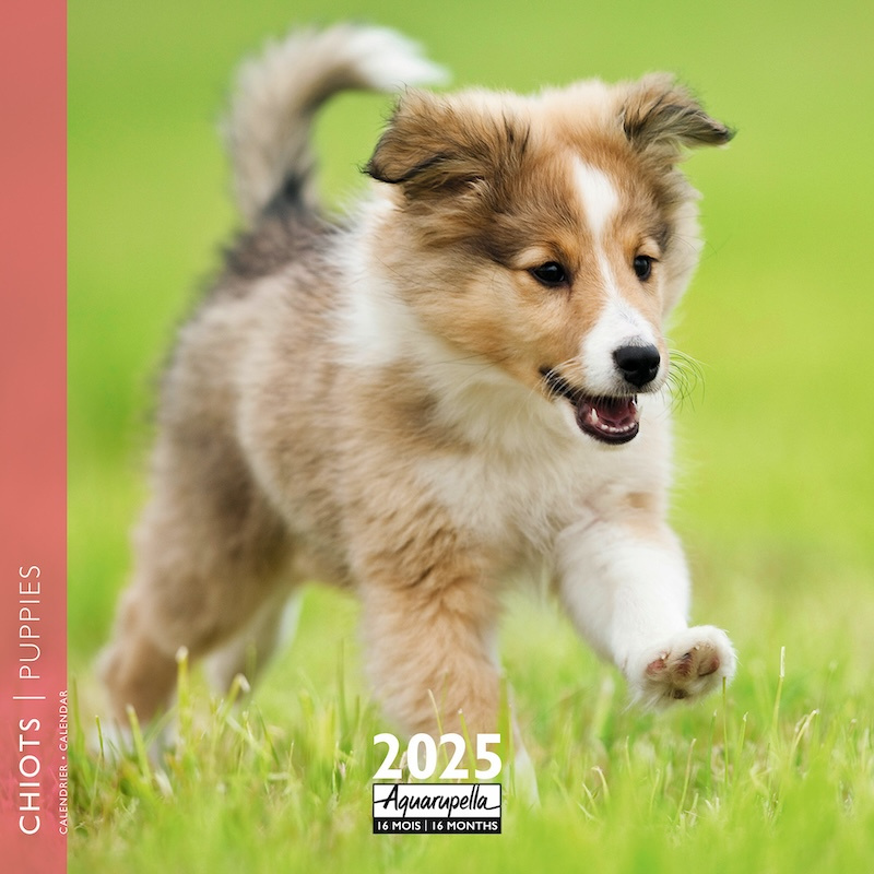 Puppies Kalender 2025