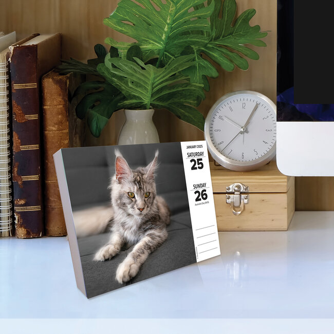 Comprar Calendario del Gato 2025 en caja Pedidos online de forma fácil y rápida