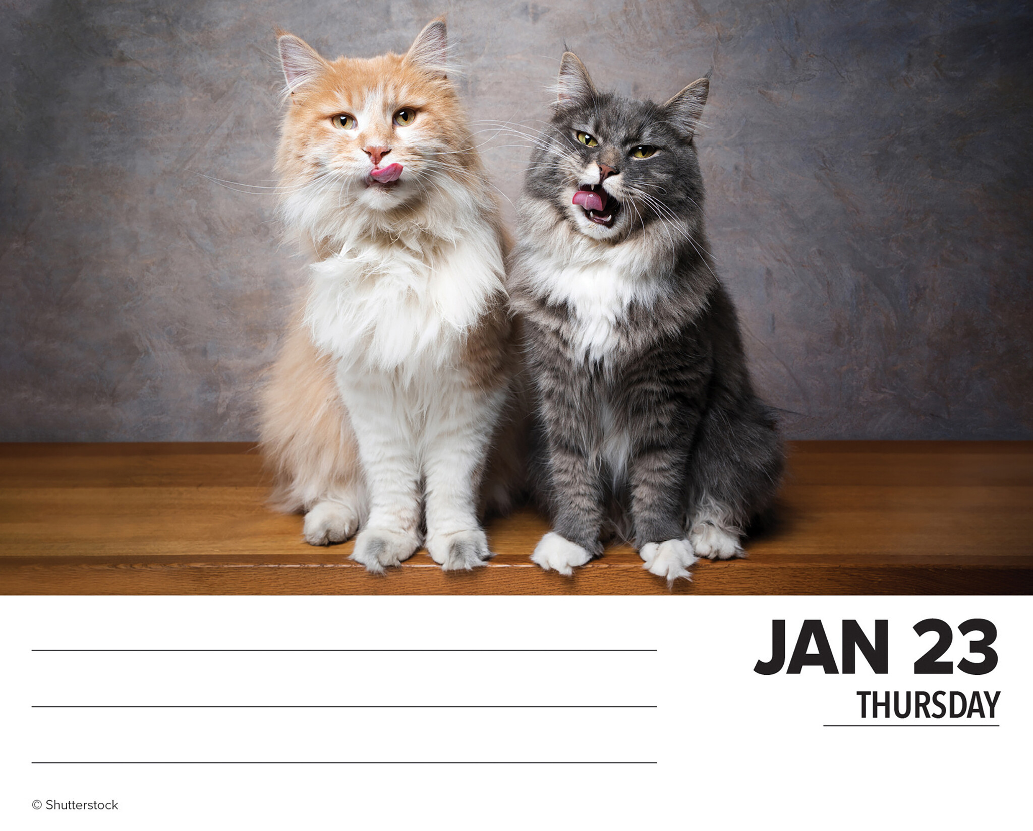 Katten Kalender 2025 Boxed Kopen? Bestel eenvoudig en snel Online