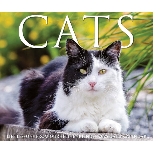 Willow Creek Cats tear-off calendar 2025 Boxed