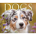Willow Creek Hunde-Abreißkalender 2025 Boxed