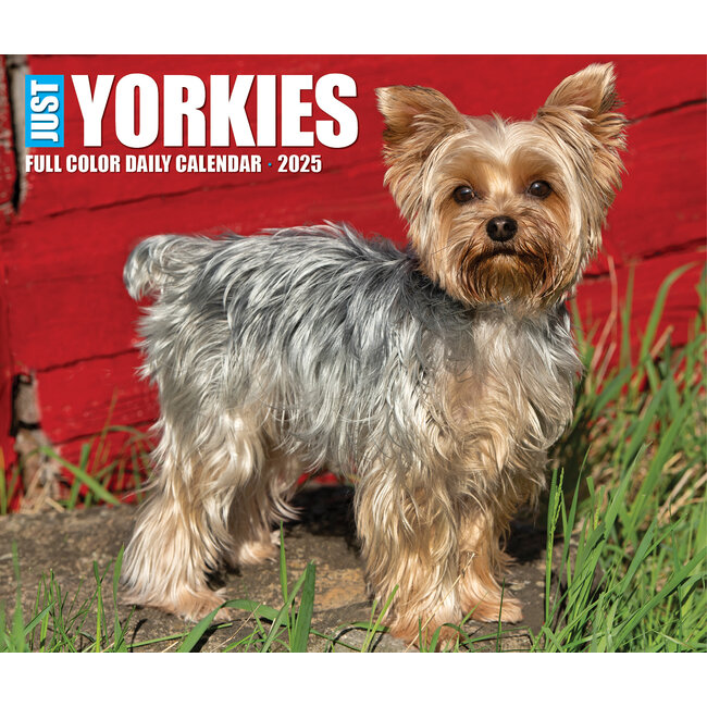 Calendrier détachable Yorkshire Terrier 2025 Boxed