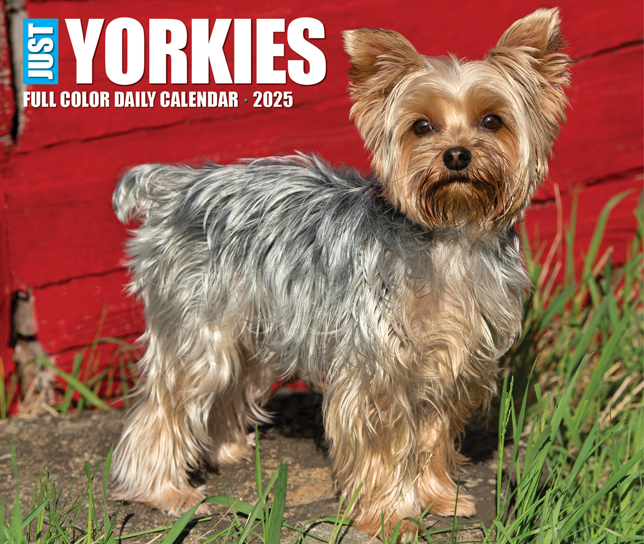 Yorkshire Terrier Scheurkalender 2025 Boxed