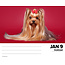 Calendario Yorkshire Terrier a strappo 2025 in scatola