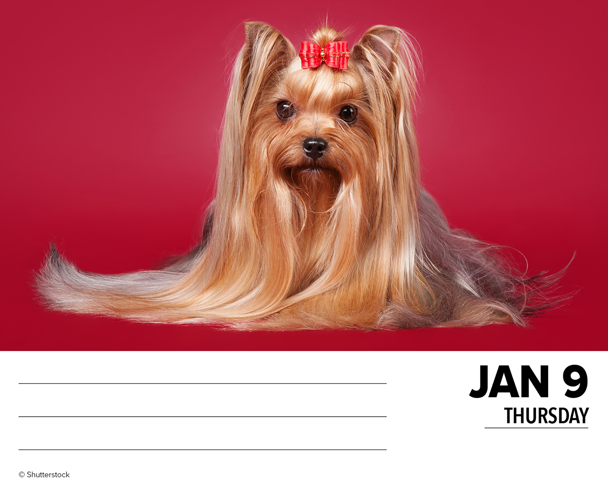 Acheter Yorkshire Terrier Calendar 2025 Boxed Commander en ligne Yorkshire Terrier Calendar 2025