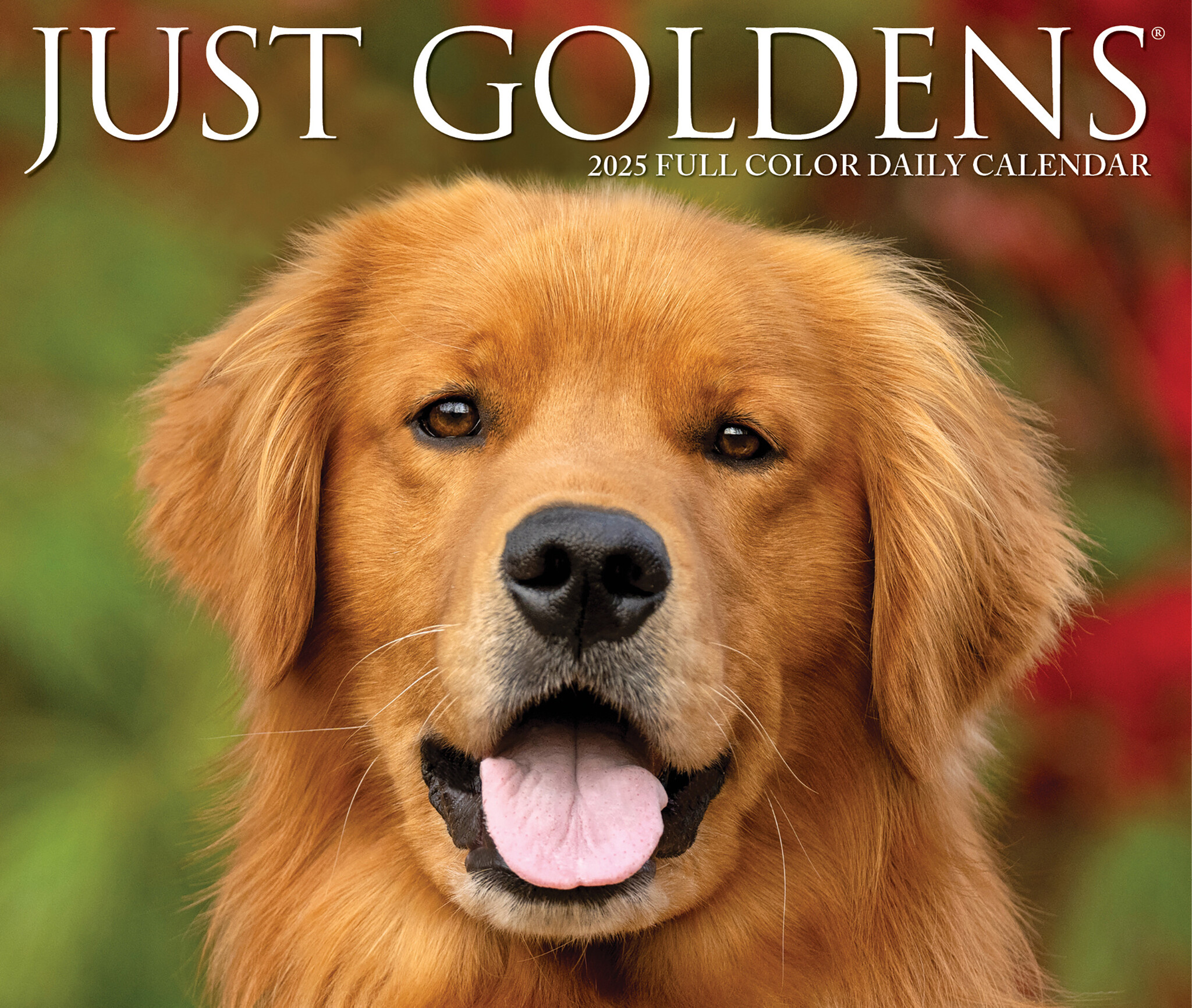 Golden Retriever Scheurkalender 2025 Boxed
