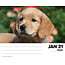 Golden Retriever Scheurkalender 2025 Boxed