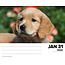 Golden Retriever tear-off calendar 2025 Boxed