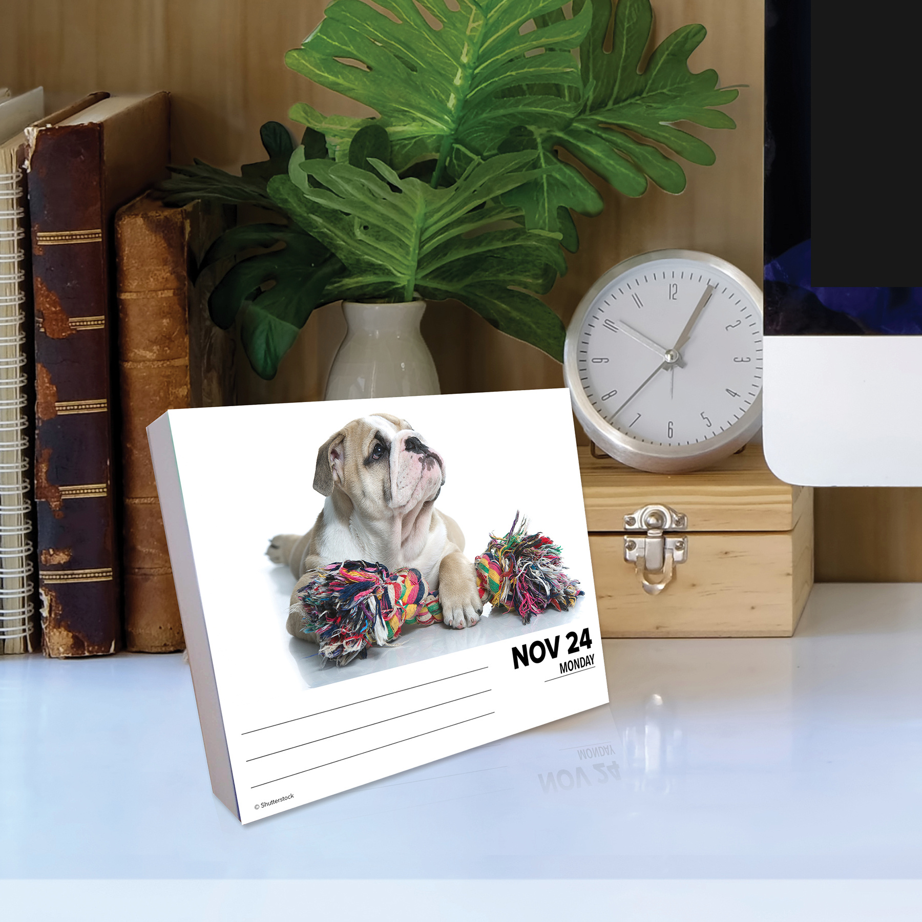 English Bulldog Calendar 2025 Boxed Buy Order online easily Kalenderwinkel.nl