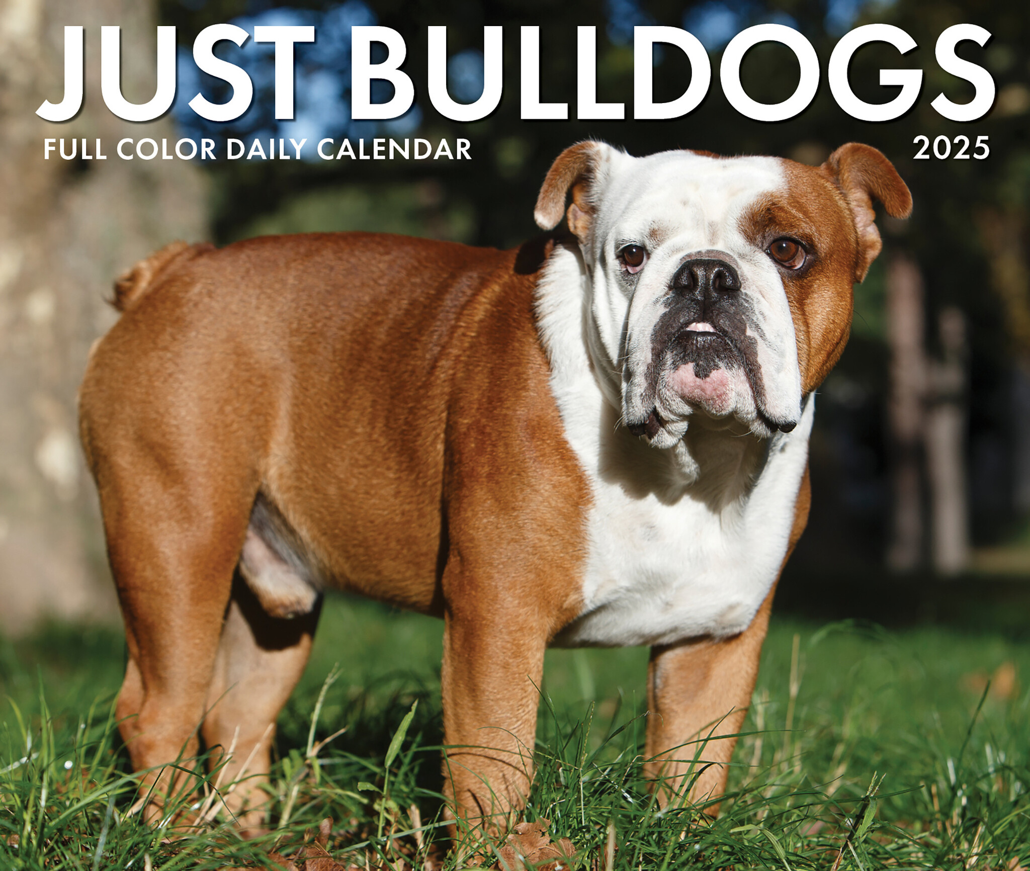Engelse Bulldog Kalender 2025 Boxed Kopen? Bestel eenvoudig Online Kalenderwinkel.nl