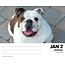 English Bulldog tear-off calendar 2025