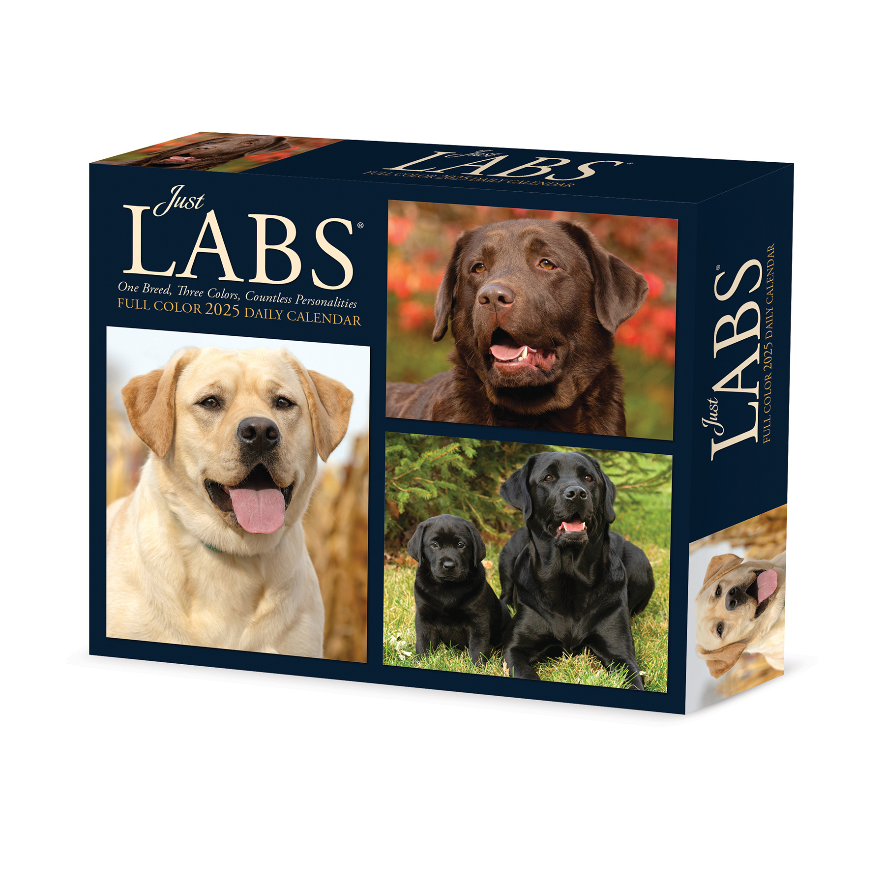 Acheter le calendrier 2025 Labrador Retriever en boîte ? Commandez