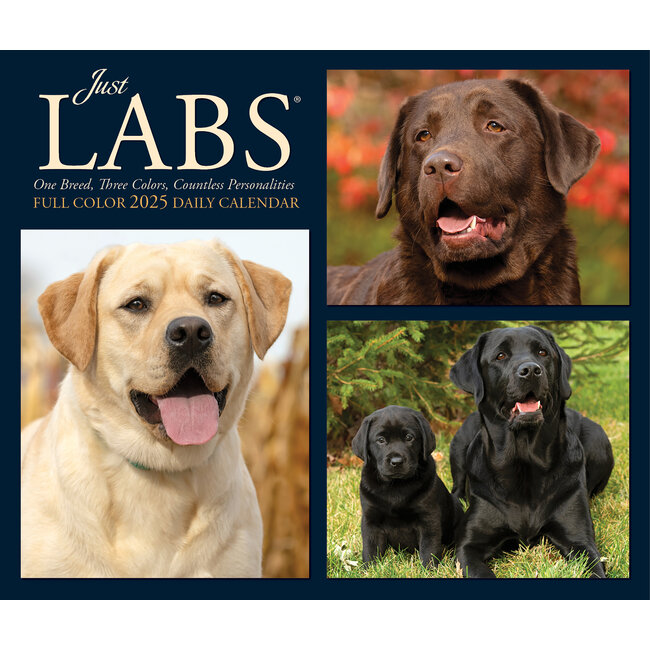 Calendario arrancable Labrador Retriever 2025 En caja