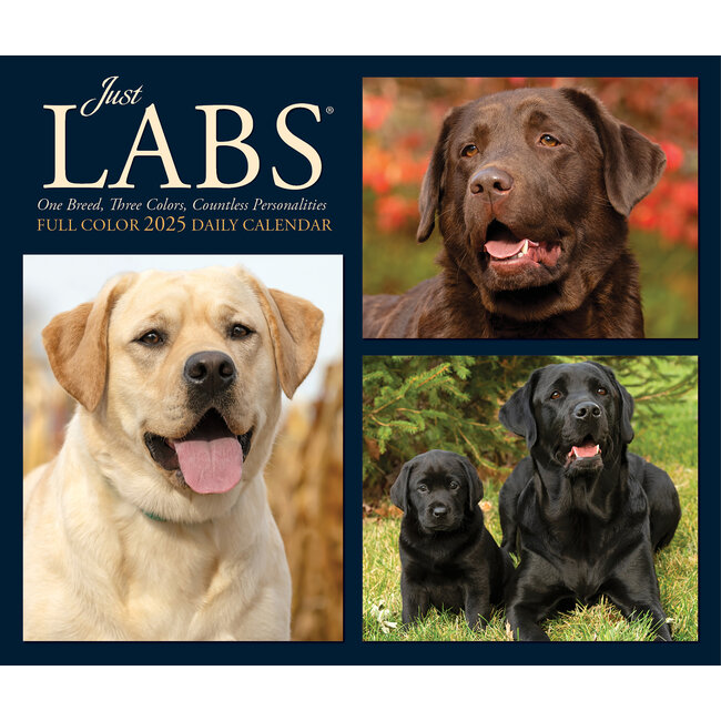 Labrador Retriever Abreißkalender 2025 Boxed