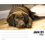 Calendario a strappo Labrador Retriever 2025 in scatola