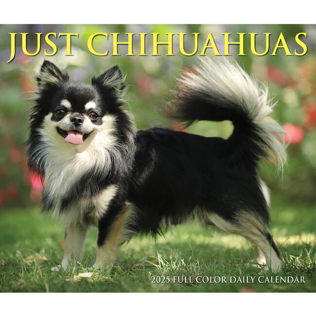 Willow Creek Calendrier détachable Chihuahua 2025 Boxed