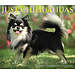 Willow Creek Calendario desprendible Chihuahua 2025 En caja