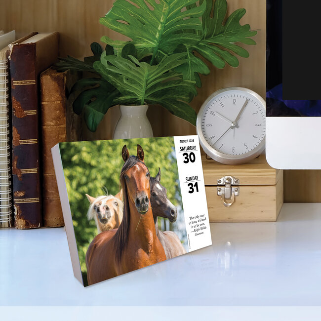 What Horses Teach us Calendar 2025 Boxed Buy Order easily
