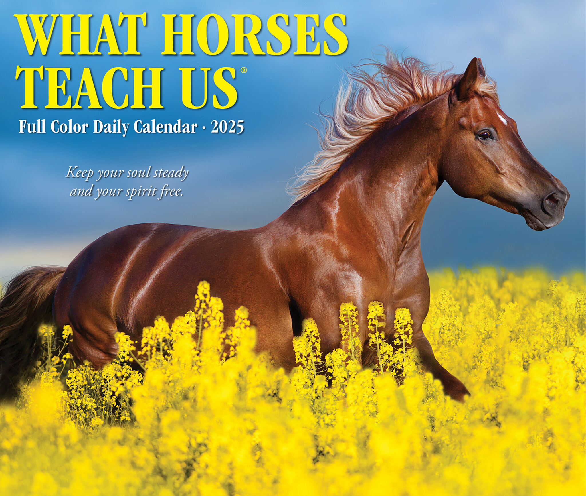 What Horses Teach Us Scheurkalender 2025 Boxed