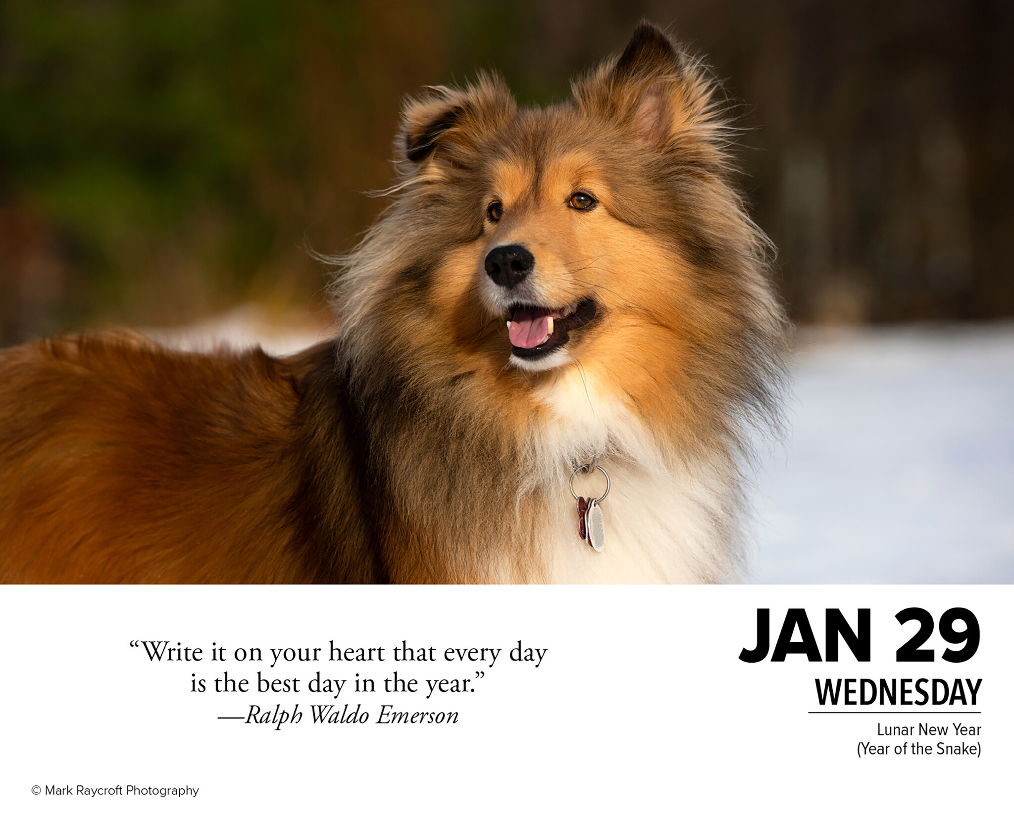 What Dogs Teach us Kalender 2025 Boxed Kopen? Bestel eenvoudig