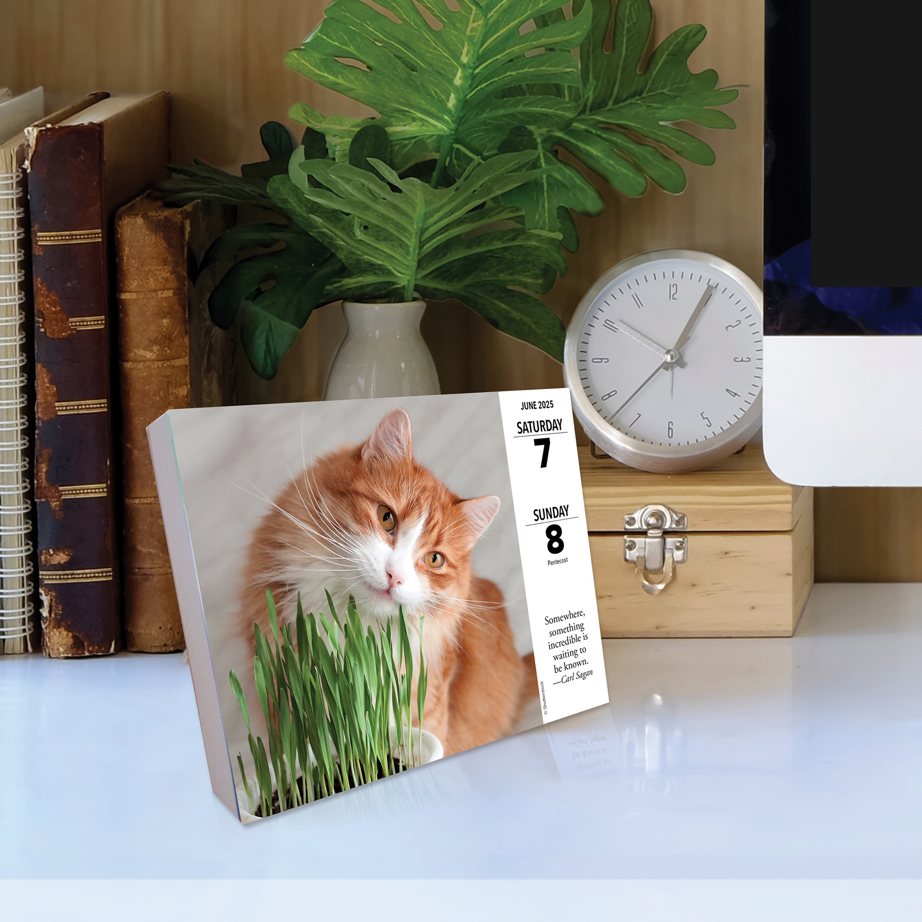 What Cats Teach us Calendar 2025 Boxed Buy Order easily