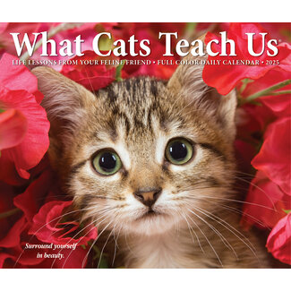 Willow Creek What Cats Teach Us Scheurkalender 2025 Boxed