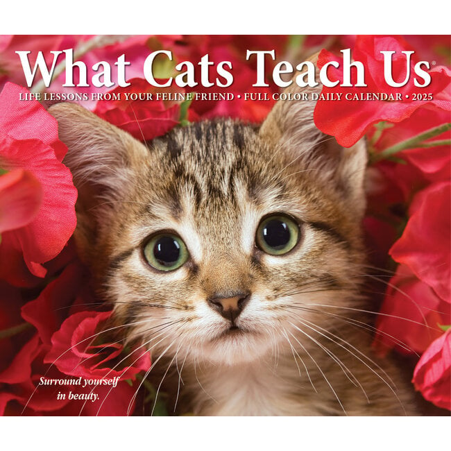 Lo que los gatos nos enseñan calendario desplegable 2025 En caja