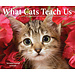 Willow Creek What Cats Teach Us tear-off calendar 2025 Boxed