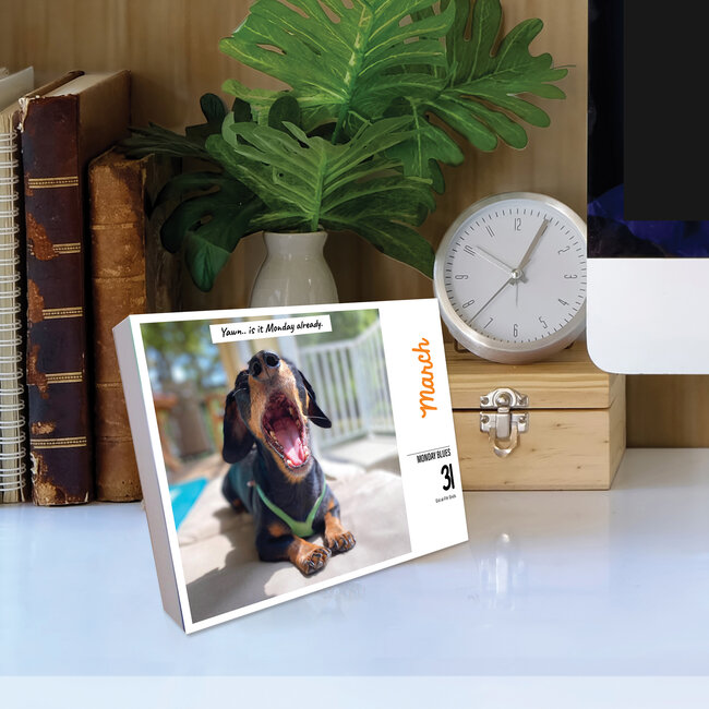Comprar Crusoe the Dachshund Calendar 2025 Boxed Pedir online