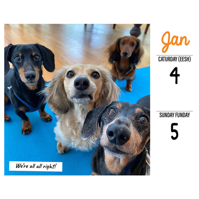 Buy Crusoe the Dachshund Calendar 2025 Boxed Order online easily