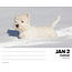 West Highland White Terrier tear-off calendar 2025 Boxed